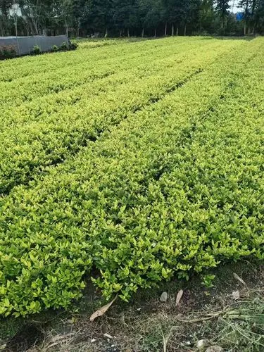 澳洲网球拍代购价格多少